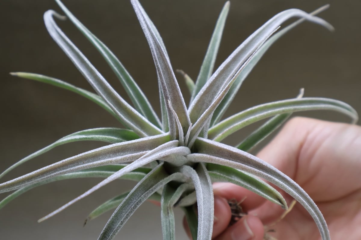 チアペンシス × エーレルシアナ 02号 | air-plants TENGU-DO