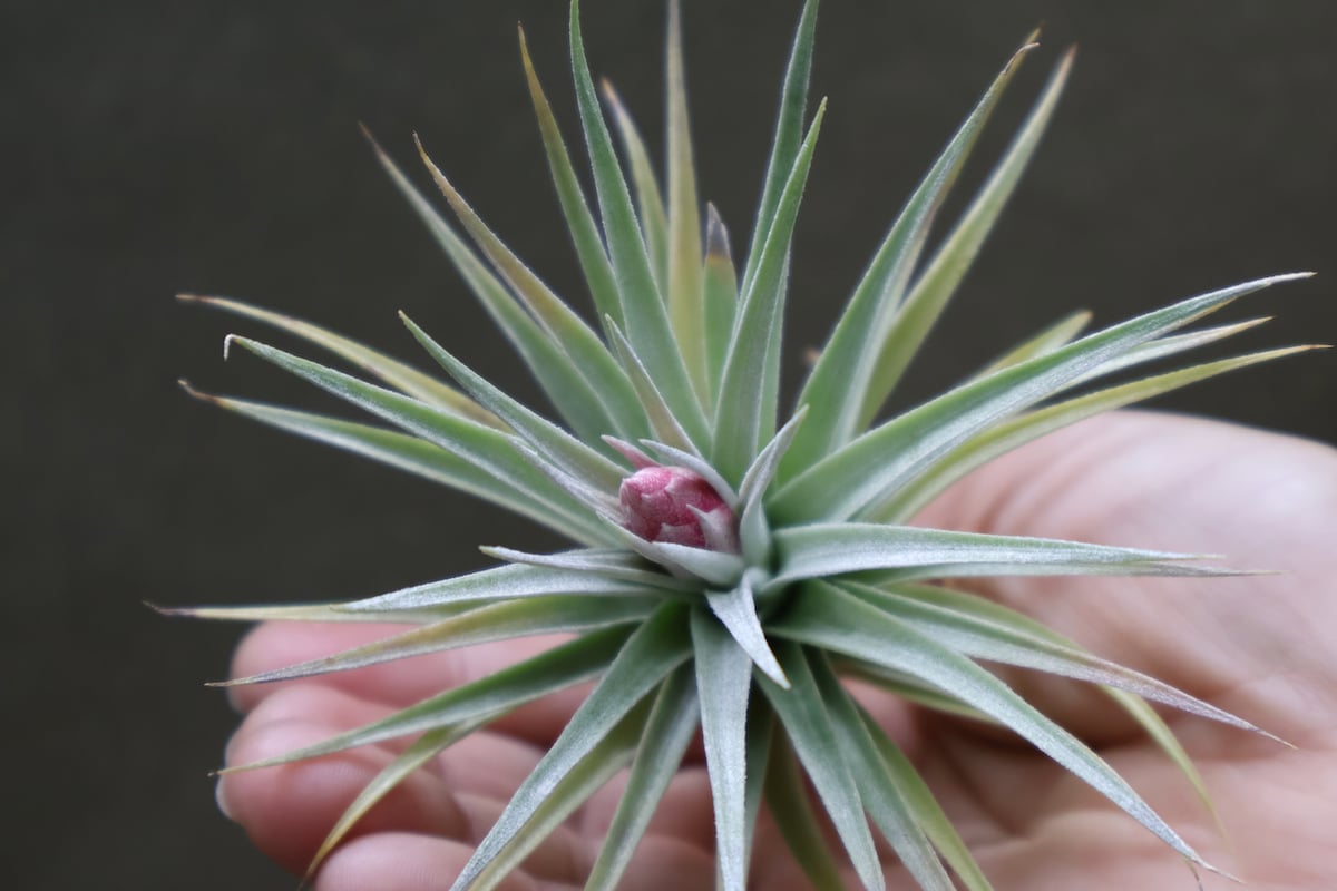 レクルビフォリア 03号 | air-plants TENGU-DO