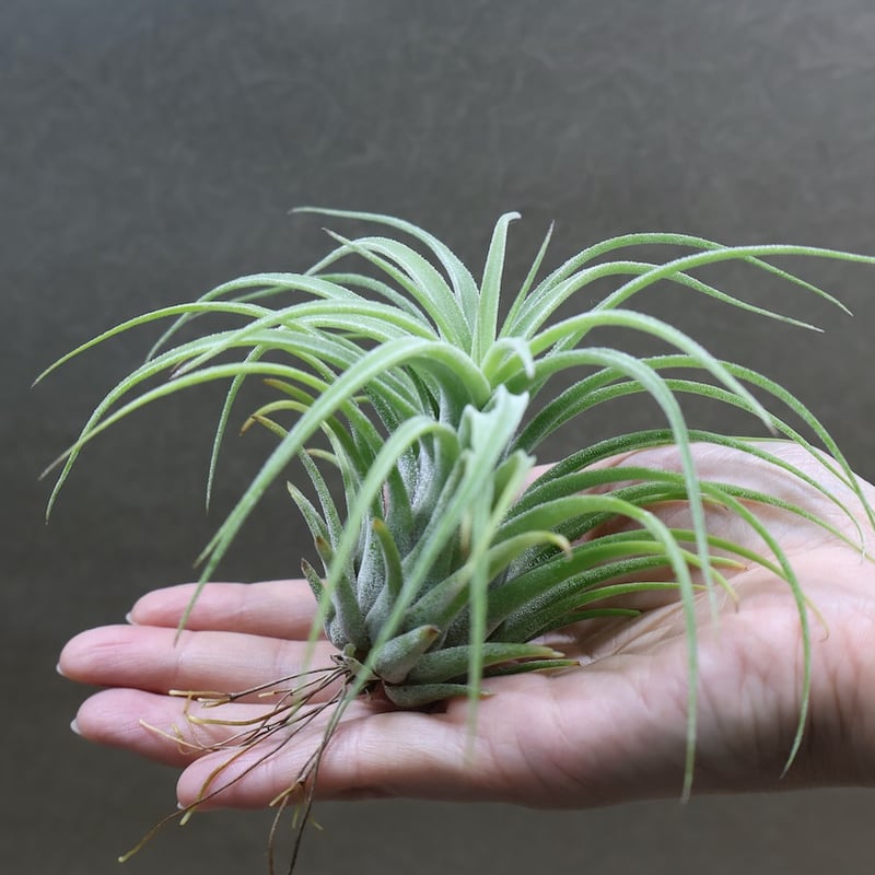 ストレプトフィラメキシコ × イオナンタ ウアメルラ 03号 | air-plants