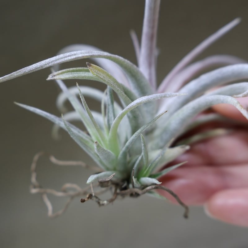 チアペンシス ギガンテスコ 21号 | air-plants TENGU-DO