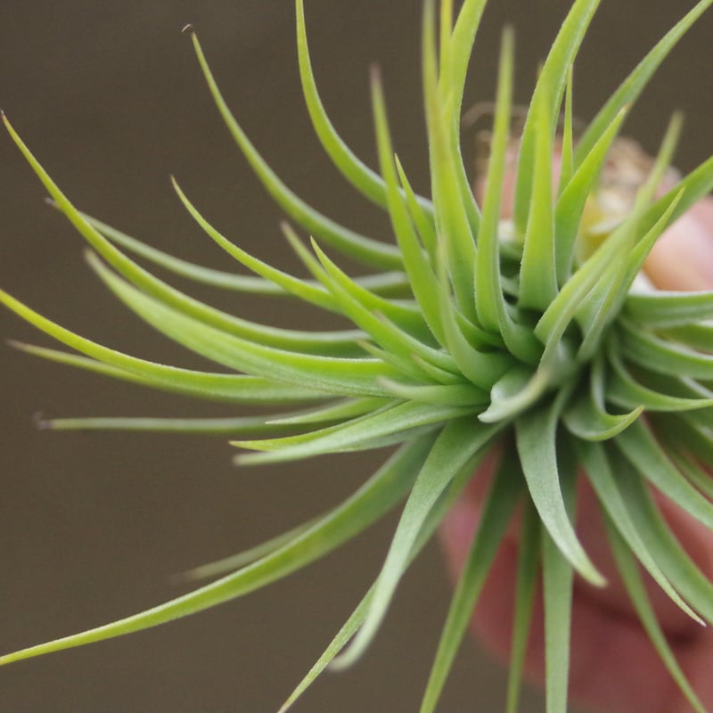 イオナンタ ファットボーイ 20号 | air-plants TENGU-DO