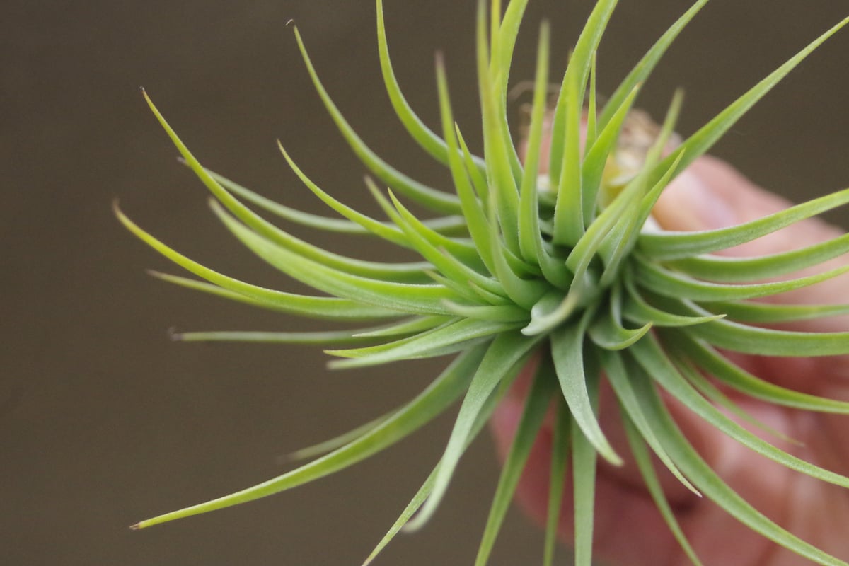 イオナンタ ファットボーイ 20号 | air-plants TENGU-DO