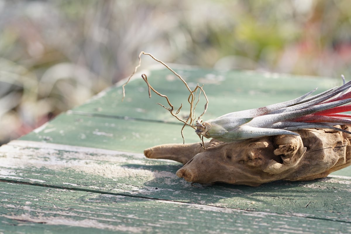 スタッフ特選】ティムズ アウトバースト 子株（ カピタータ