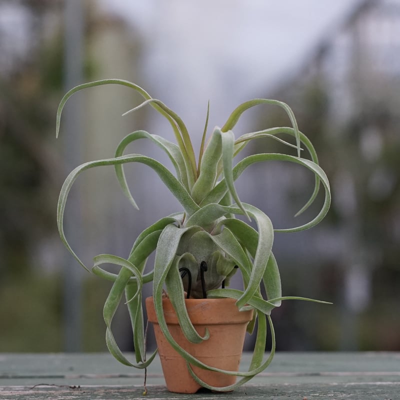 スタッフ特選】鉢に着生 ストレプトフィラ 子株 A号 | air-plants TENGU-DO