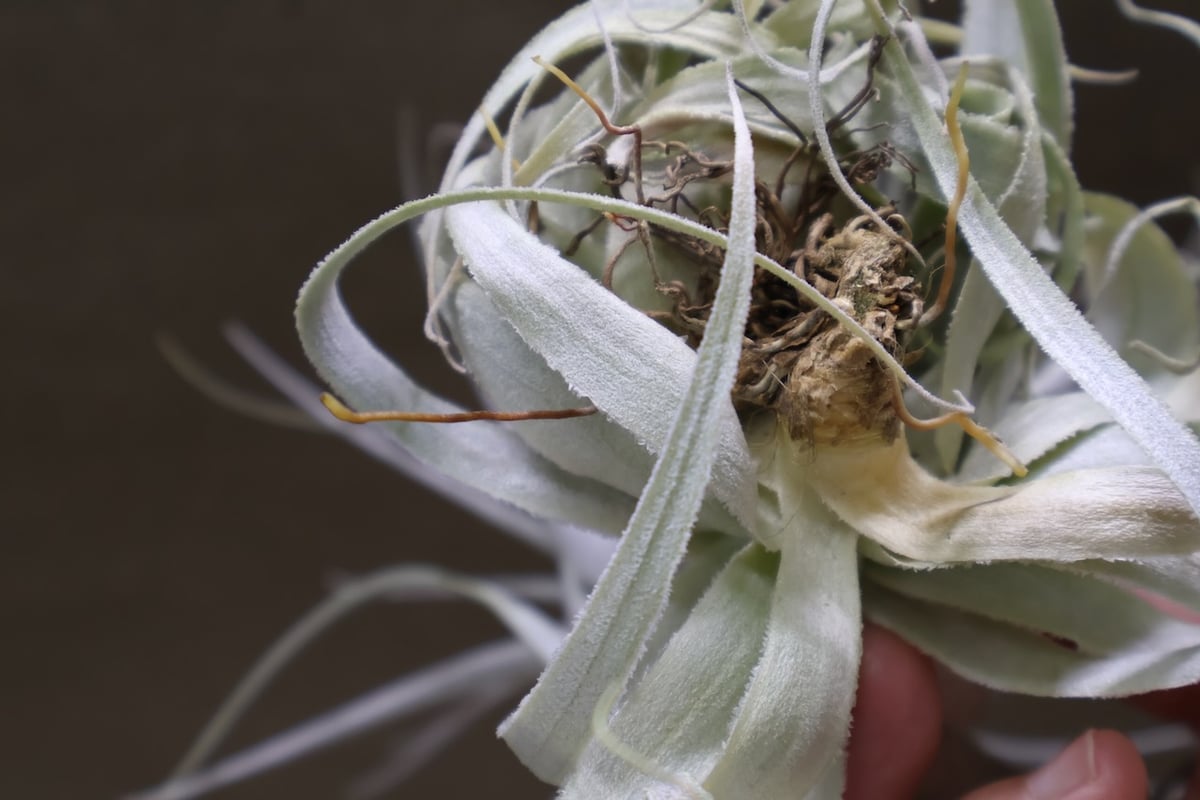 チャペウエンシス チュリフォルミス 03号 | air-plants TENGU-DO