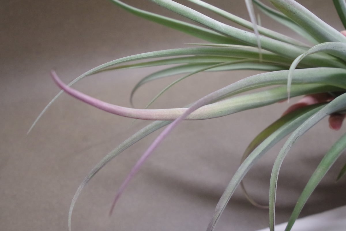 カピタータ×ストレプトフィラ Lサイズ 12号 | air-plants TENGU-DO
