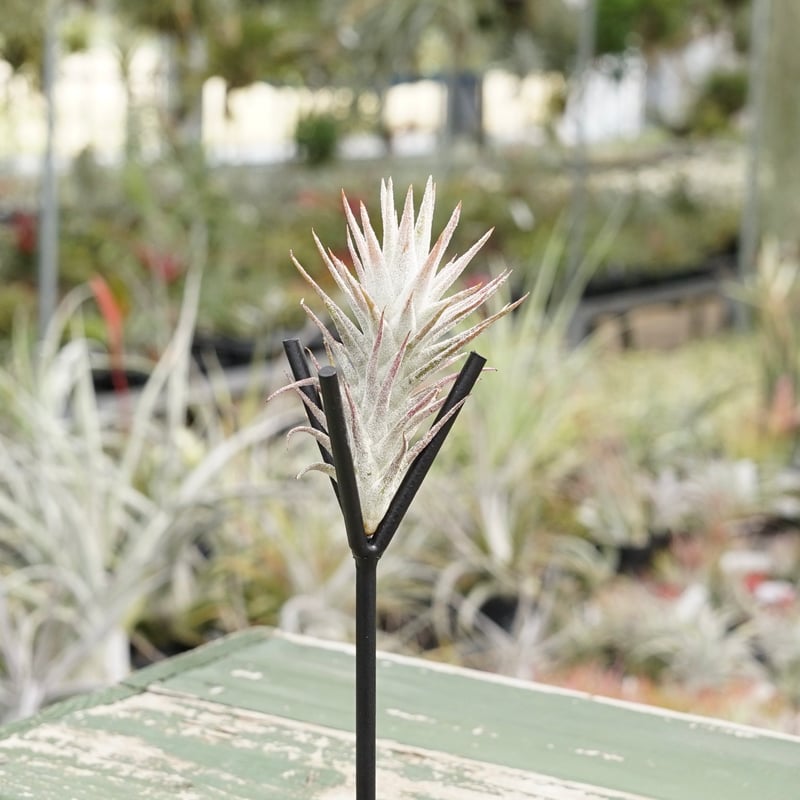 スタッフ特選】イオナンタ バンハイニンギー B号 | air-plants TENGU-DO