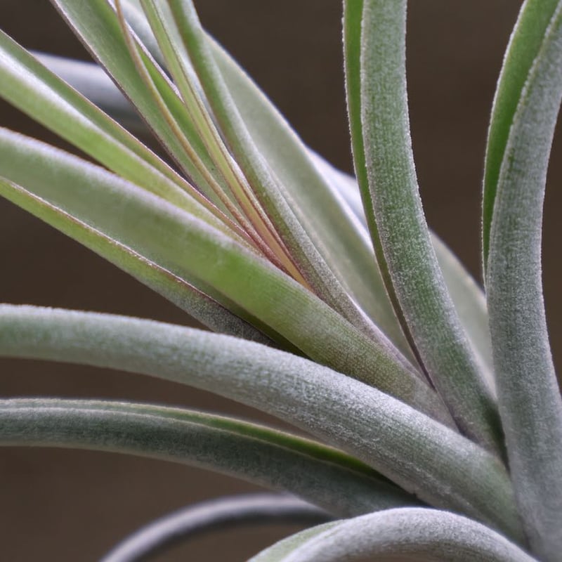 エクセルタxカピタータ ドミンゲンシス 05号 | air-plants TENGU-DO