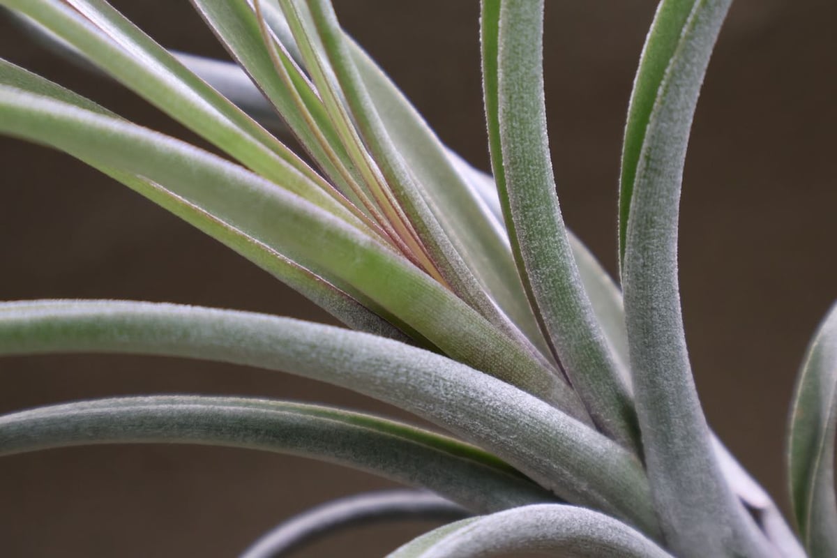 エクセルタxカピタータ ドミンゲンシス 05号 | air-plants TENGU-DO