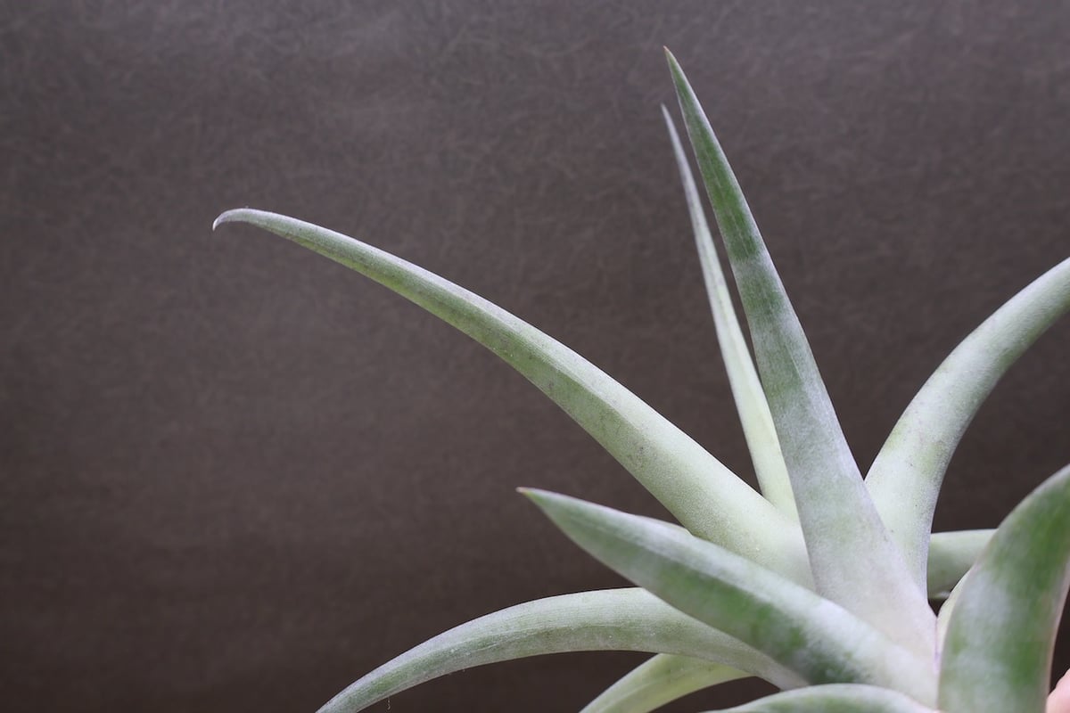 フレクスオーサ ヴィヴィパラ 16号 | air-plants TENGU-DO フレクスオーサ ヴィヴィパラ 16号 | air-plants TENGU-DO