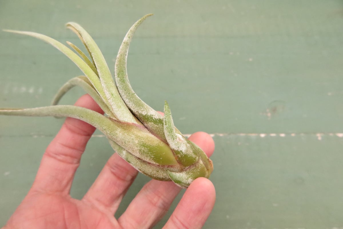 チランジア　3株セット　壺型 美しすぎる壺型チランジア 【タイ】その特徴や相場は？