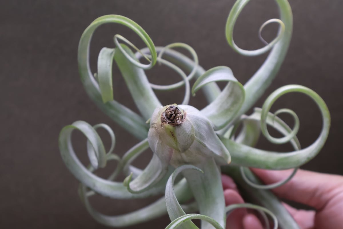 ティランジア カーリースリム × ストレプトフィラ レッド(YCB)