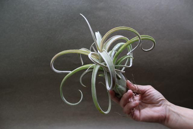 ベアコレアーレ × カプトメドーサエ ソノランスノー 04号 | air-plants