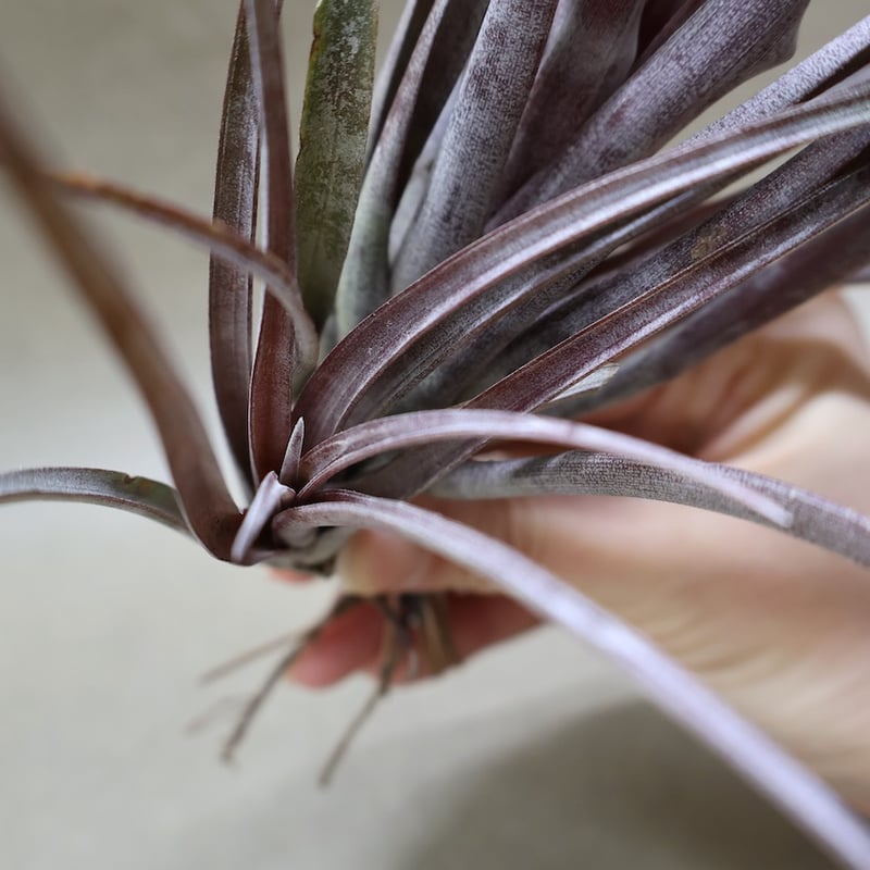 カピタータ ドミンゲンシス 43号 | air-plants TENGU-DO