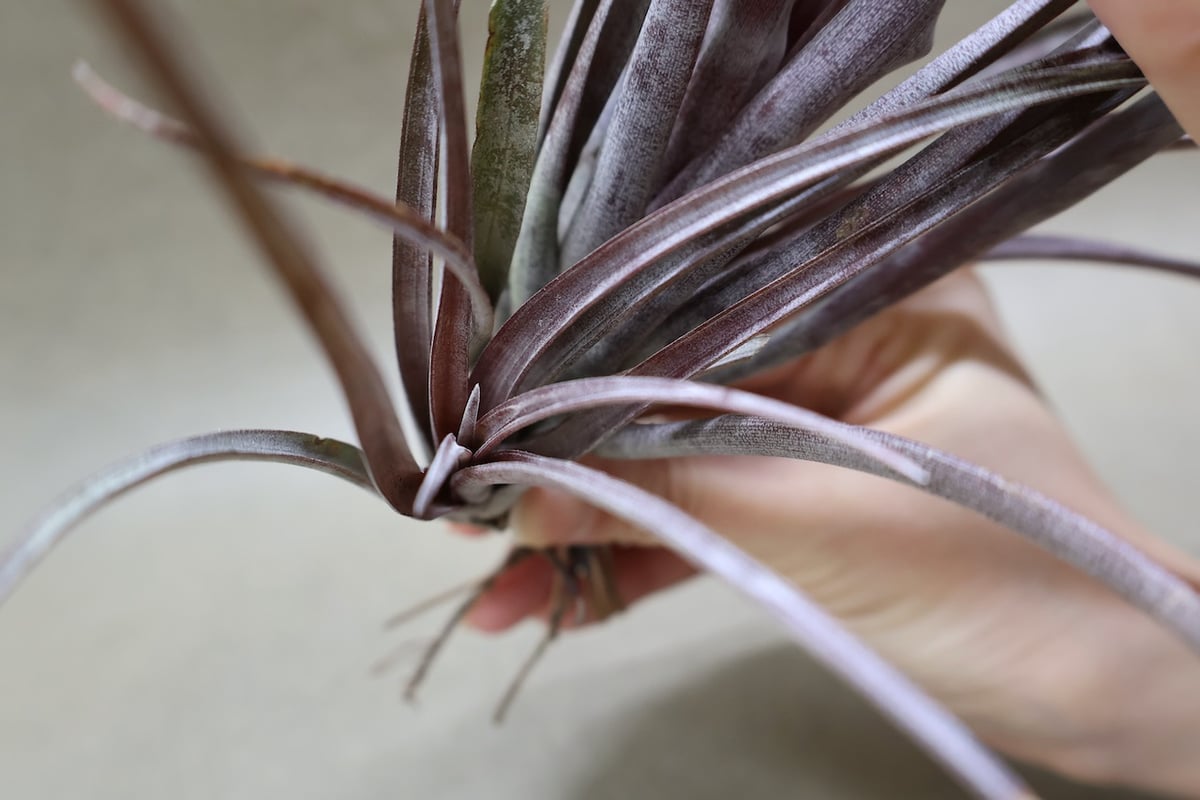 カピタータ ドミンゲンシス 43号 | air-plants TENGU-DO