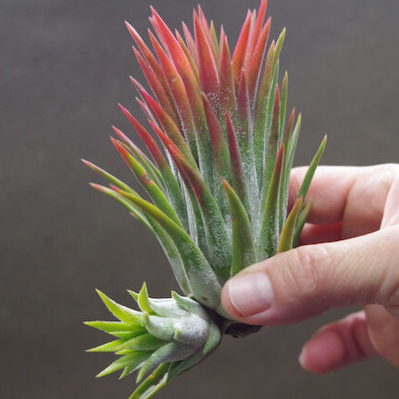 マヤントーテムポール 03号 | air-plants TENGU-DO