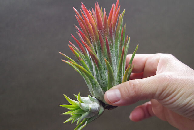 マヤントーテムポール 03号 | air-plants TENGU-DO