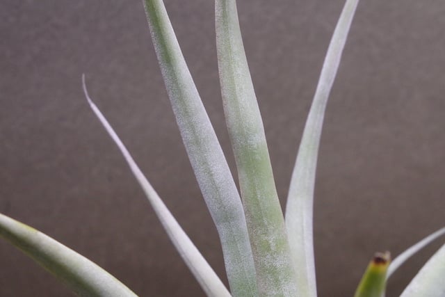 パドレ（ローランドゴッセリニーxチアペンシス）04号 | air-plants