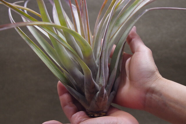 ファシクラータ デンシスピカ 01号 | air-plants TENGU-DO ファシクラータ デンシスピカ 01号 | air-plants TENGU-DO