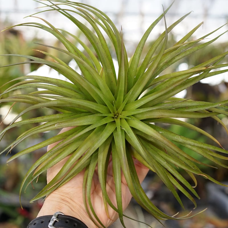 スタッフ特選】ブラキカウロス・シュプリーム A号 | air-plants TENGU-DO