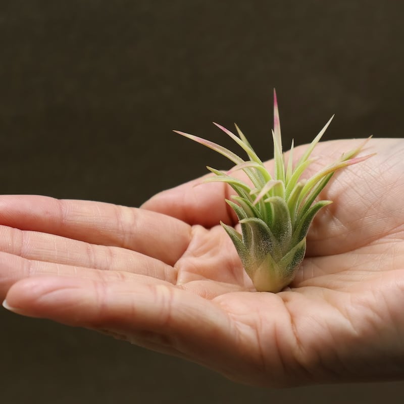 イオナンタ アルボマージナータ 47号 | air-plants TENGU-DO