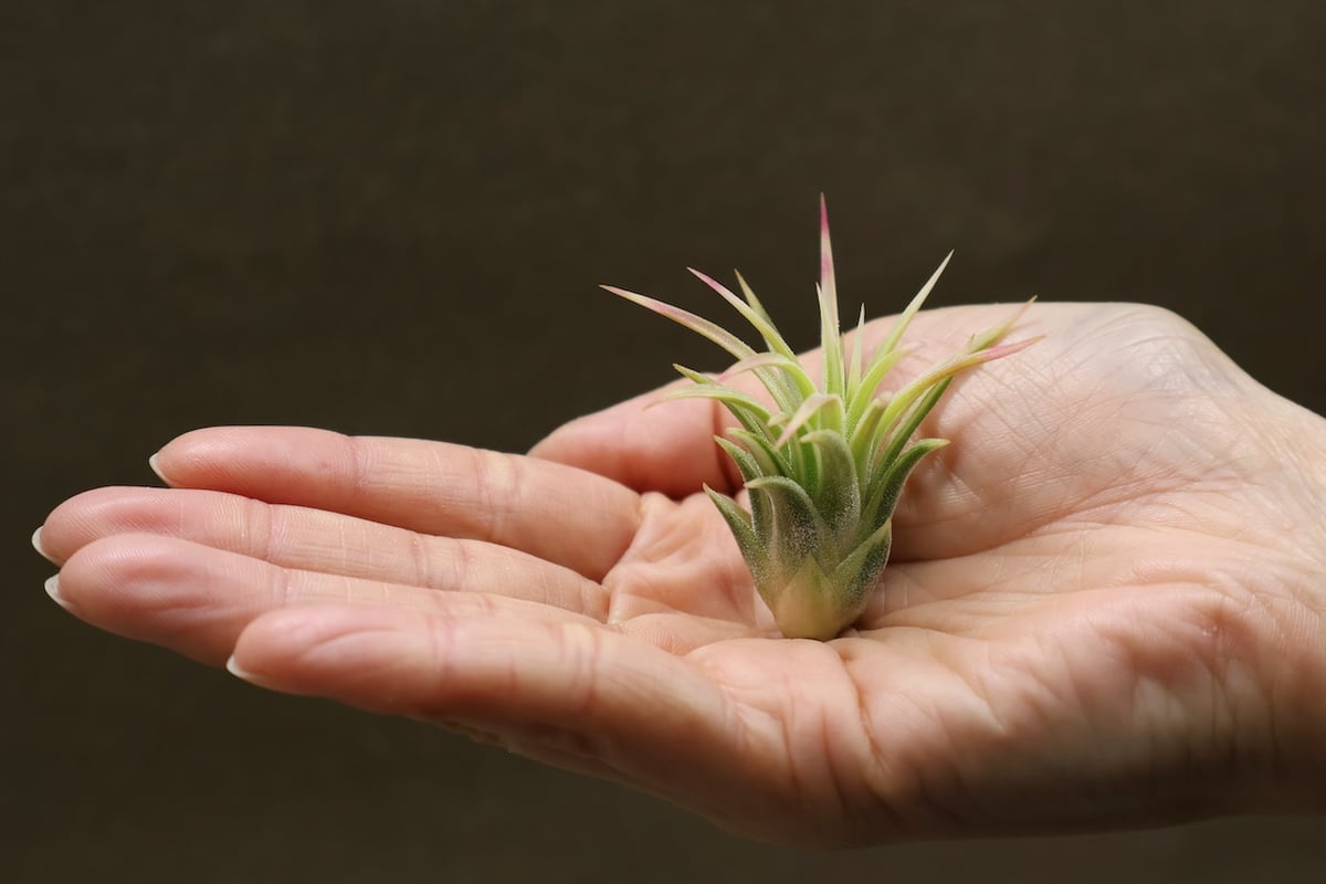 イオナンタ アルボマージナータ 47号 | air-plants TENGU-DO