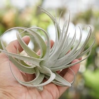 ベストインクラス （ キセログラフィカ × ロシー ）08号 | air-plants