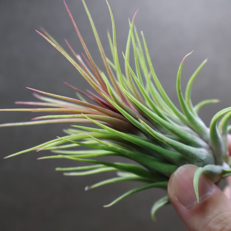 ブロメリア・エアープランツ Tillandsia ionantha'Rosita Giant Clone' 楽天市場】(現品) チランジア イオナンタ 'ロシータ