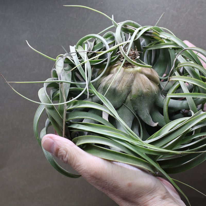 コンコロール×ストレプトフィラ 2XLサイズ07号 | air-plants TENGU-DO