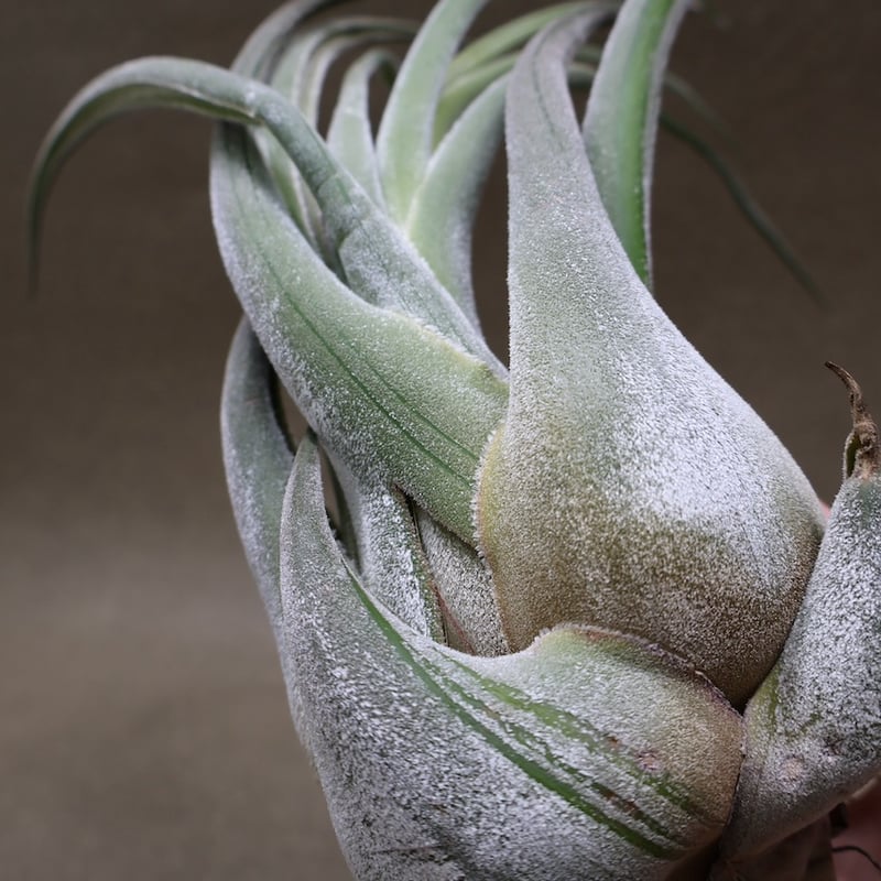 セレリアナ トリコームレス XL size 01号 | air-plants TENGU-DO