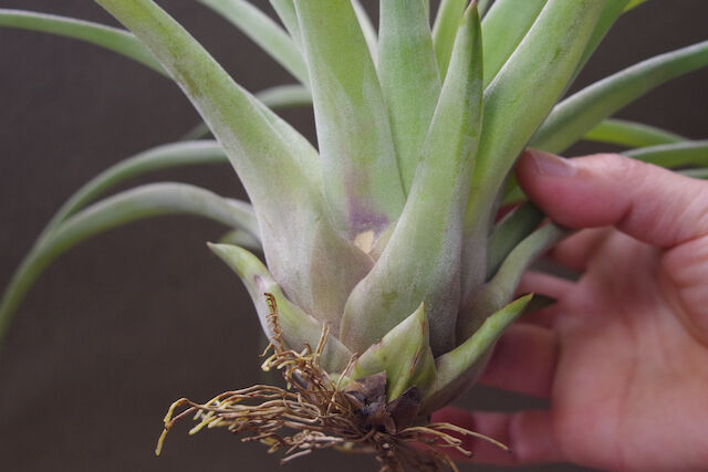 ファシクラータ × ストレプトフィラ 01号 | air-plants TENGU-DO