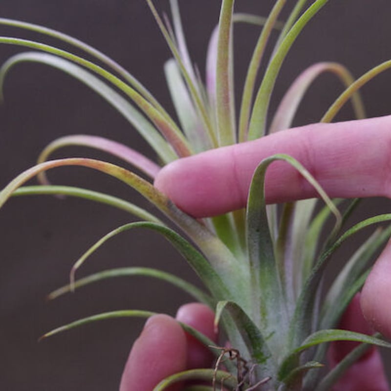 ローランドゴッセリニー × イオナンタ 02号 | air-plants TENGU-DO