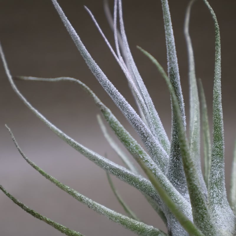 エーレルシアナ 43号 | air-plants TENGU-DO