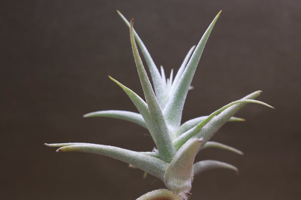 【専用】プルメリア様 Tillandsiaおまとめ購入ページ 専用】プルメリア様 Tillandsiaおまとめ購入ページ