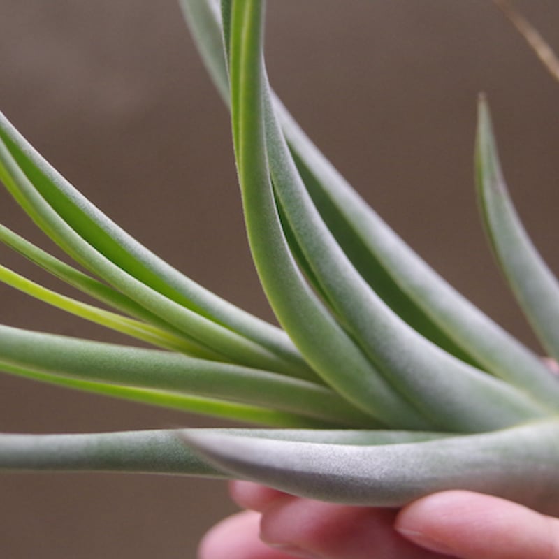 コンコロール x カプトメドーサエ 02号 | air-plants TENGU-DO