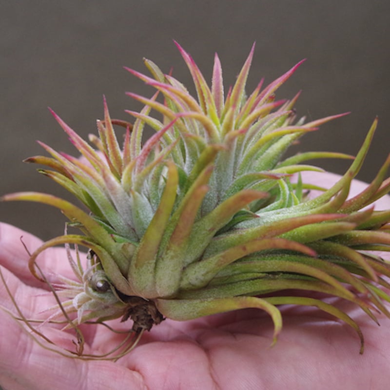 イオナンタ ウアメルラ クランプ 4号 | air-plants TENGU-DO