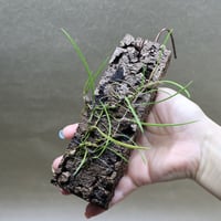 イザベリア プルケラ 01号