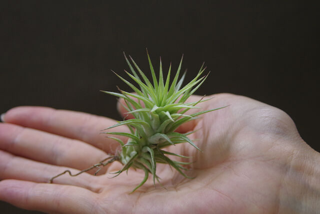 フンキアナ × イオナンタ バンハイニンギー 02号 | air-plants TENGU-DO