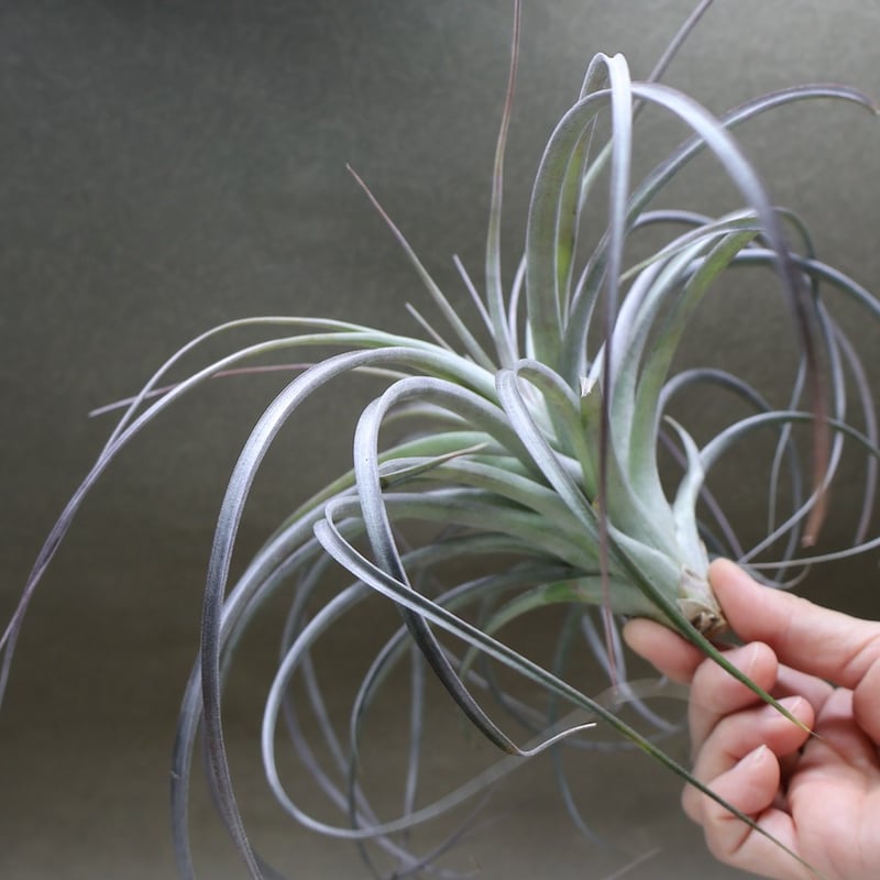 ヘザーズブラッシュ（ ブラキカウロス × エクセルタ ）23号 | air