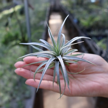 CATEGORY 品種名：M/N/O/P | air-plants TENGU-DO