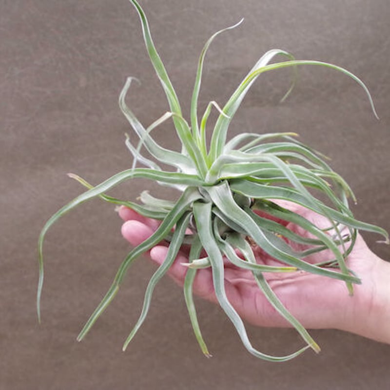 ストレプトフィラ × セレリアナ） × ショータイム 05号 | air-plants TE