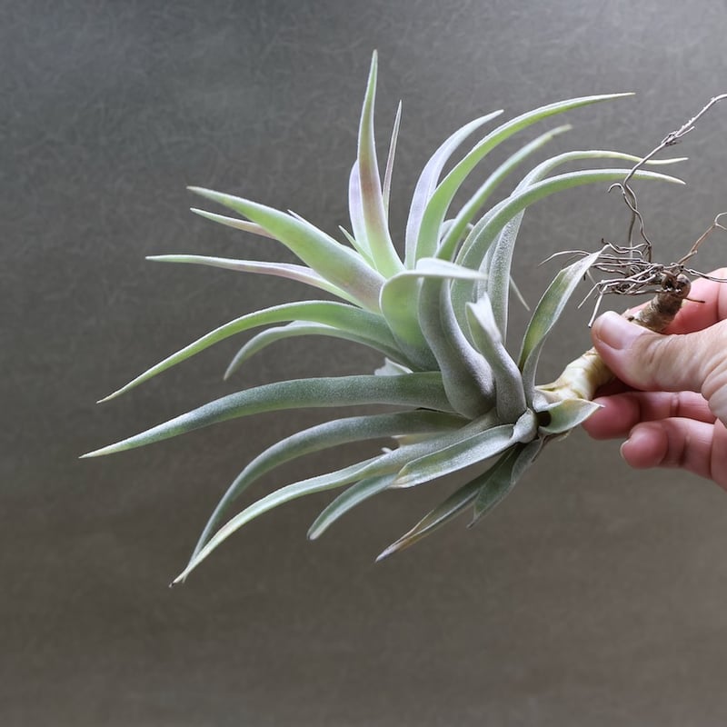ホンジュレンシス 08号 | air-plants TENGU-DO