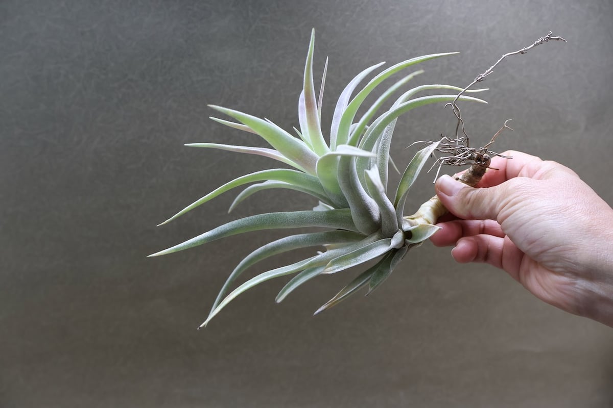 ホンジュレンシス 08号 | air-plants TENGU-DO