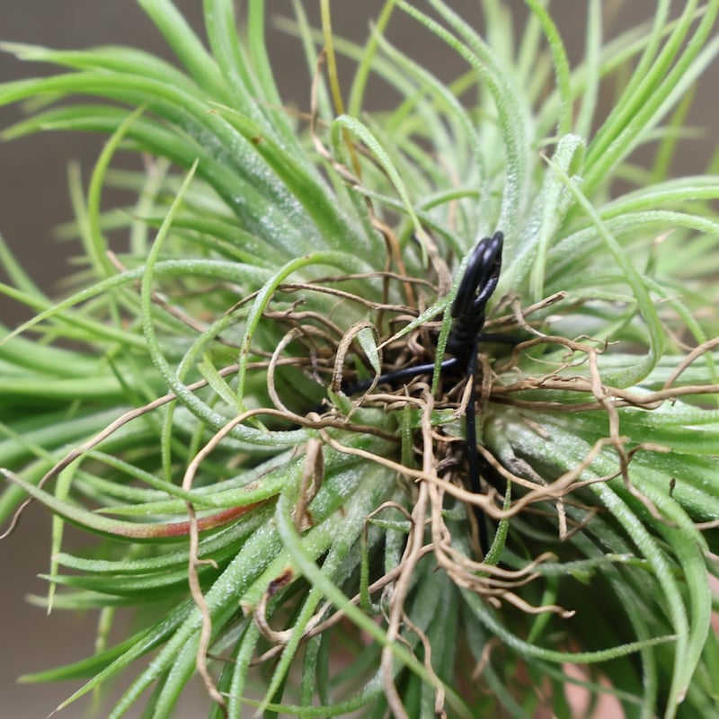 イオナンタ フエゴ クランプ 28号 | air-plants TENGU-DO