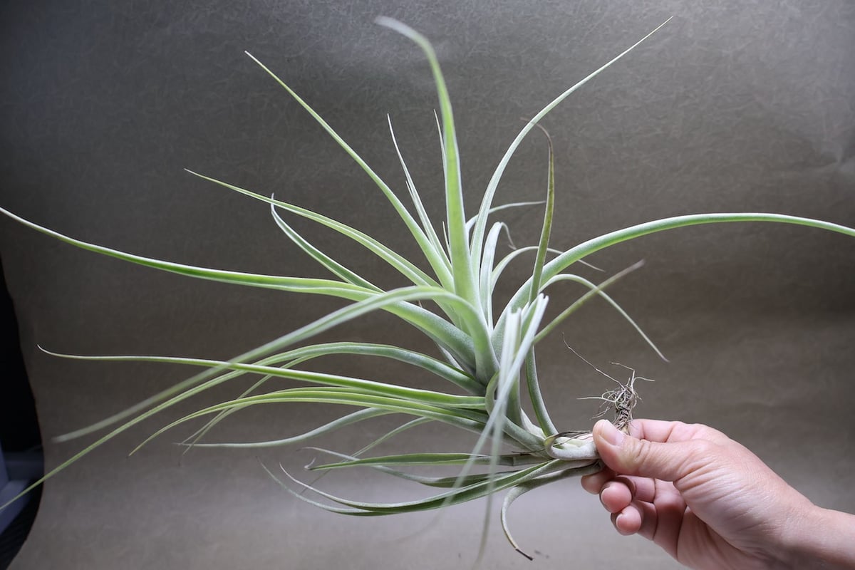 ラティフォリア ディバリカータ 06号 | air-plants TENGU-DO