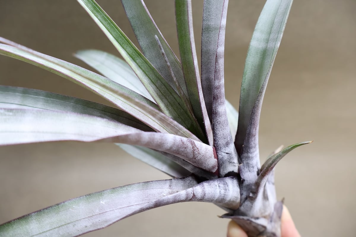 ヒルダエ 51号 | air-plants TENGU-DO