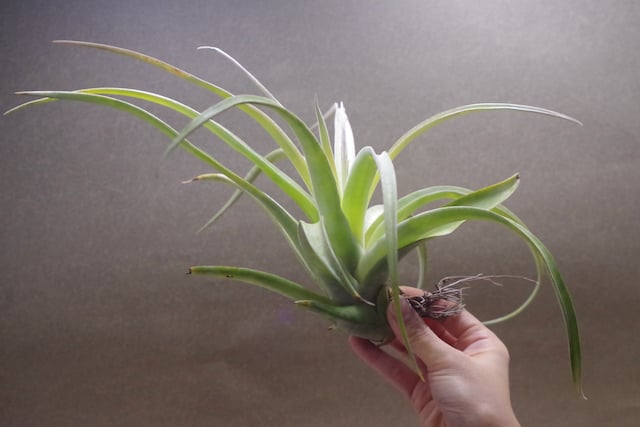 パドレ（ローランドゴッセリニーxチアペンシス）04号 | air-plants