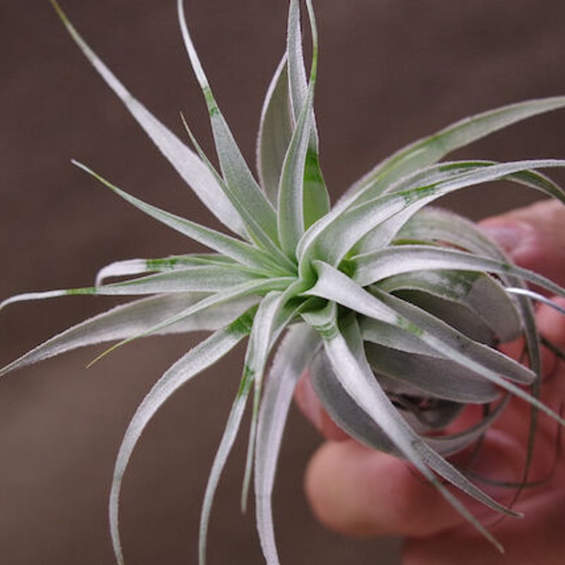 チランジア　ガルドネリ　ルピコラ ガルドネリ ルピコラ 01号 | air-plants TENGU-DO