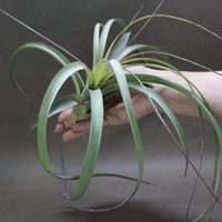 カピタータ ロハ ／ ロジャ 06号 | air-plants TENGU-DO
