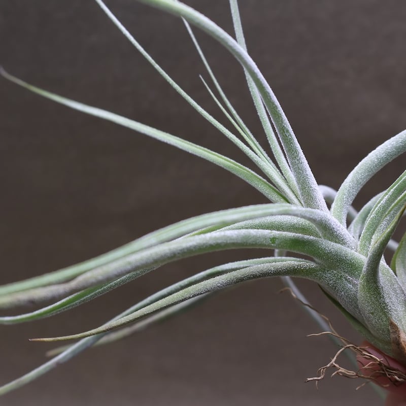シーディアナ × エーレルシアナ 04号 | air-plants TENGU-DO